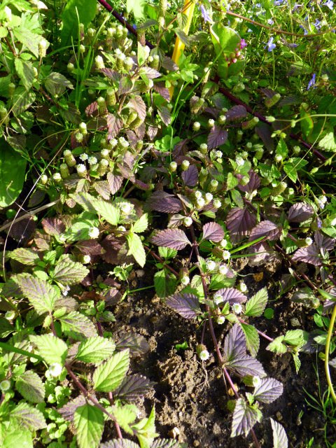 Lippia dulcis